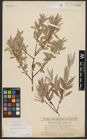 Foto von Salix alba L.